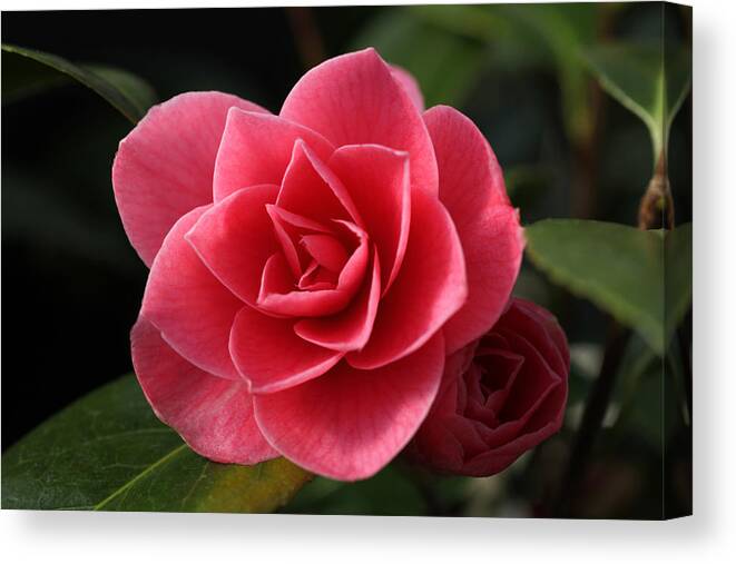Camellia Canvas Print featuring the photograph Little Ruby by Tammy Pool