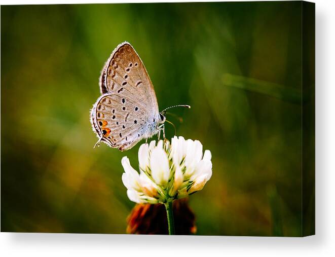 Butterfly Canvas Print featuring the photograph Little Wing by Shane Holsclaw