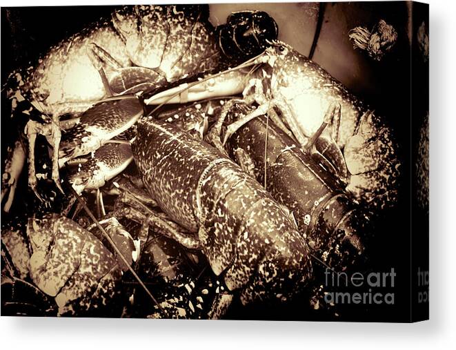 Lobsters Canvas Print featuring the photograph Lobster Catcher by Stephen Melia