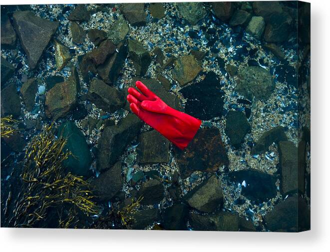 Acadia National Park Canvas Print featuring the photograph Lobster glove by Brian Green