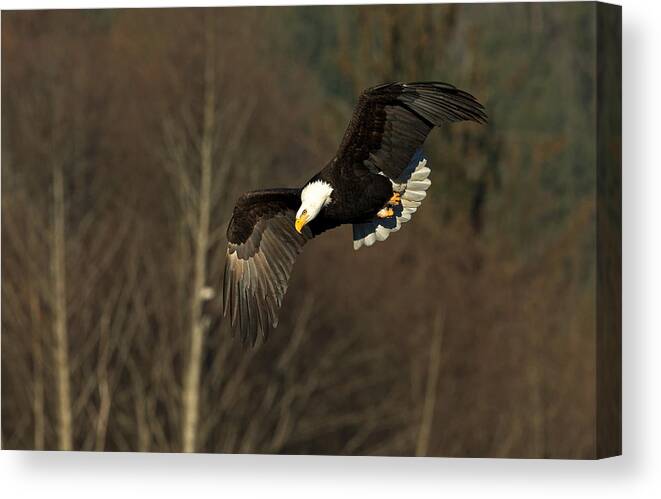 Eagle Canvas Print featuring the photograph Locked on Target by Shari Sommerfeld