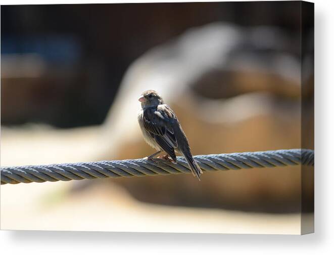Bird Canvas Print featuring the photograph The Sentry by Chuck Brown