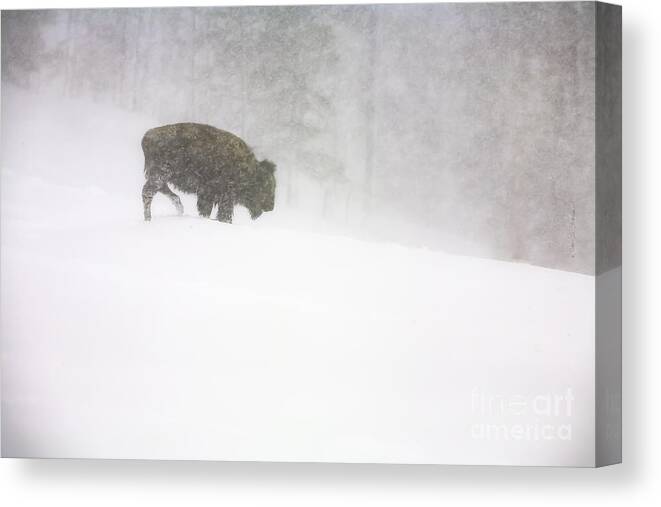 Landscape Canvas Print featuring the photograph Lone Buffalo Bull in Winter Storm by Craig J Satterlee