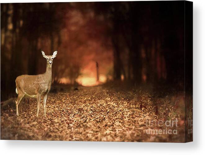 Lone Doe Canvas Print featuring the photograph Lone Doe by Darren Fisher