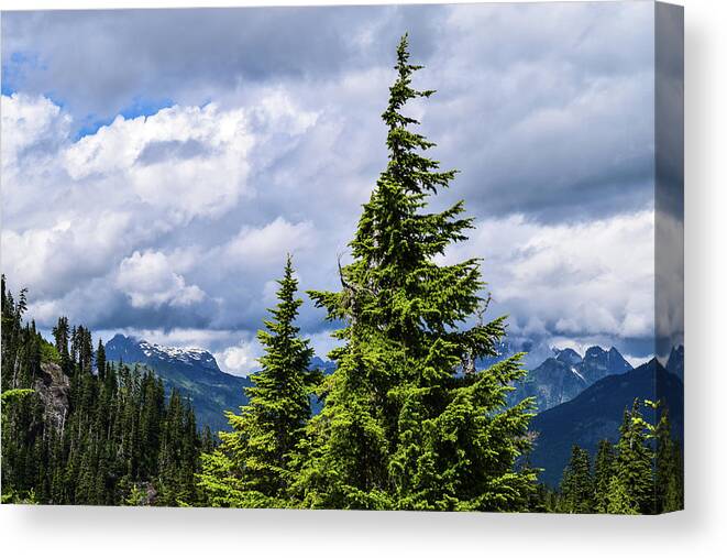 Mt. Baker Canvas Print featuring the photograph Lone Fir with Clouds by Tom Cochran