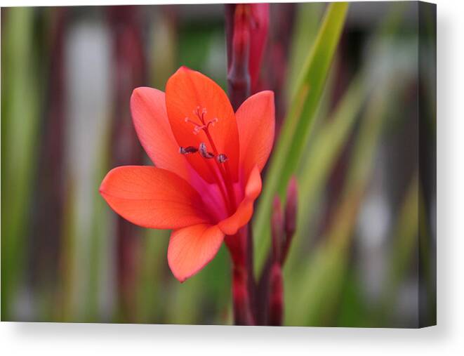 Flower Canvas Print featuring the photograph Lone Flower by Holly Ethan