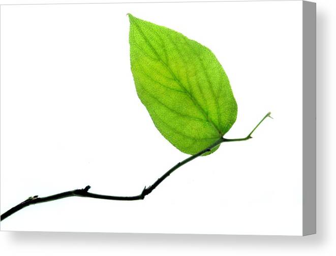 Leaf Canvas Print featuring the photograph Lone Leaf by Dan Holm