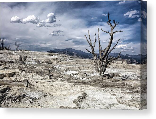 Tree Canvas Print featuring the photograph Lone Tree by Deborah Penland