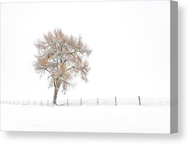 Winter Tree Canvas Print featuring the photograph Lone Tree in Winter by Janet Burdon