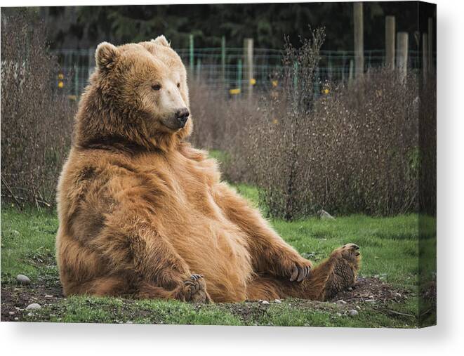 Bear Canvas Print featuring the photograph Lonely Bear by Mark Basarab