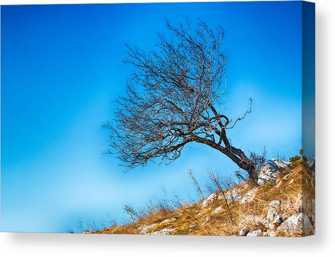 Bulgaria Canvas Print featuring the photograph Lonely Tree Blue Sky by Jivko Nakev