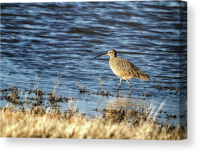 Long-billed Curlew Canvas Print featuring the photograph Long-Billed Curlew by Belinda Greb