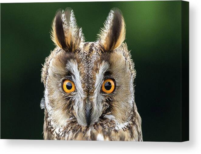 Long Eared Owl Canvas Print featuring the photograph Long Eared Owl 1 by Nigel R Bell