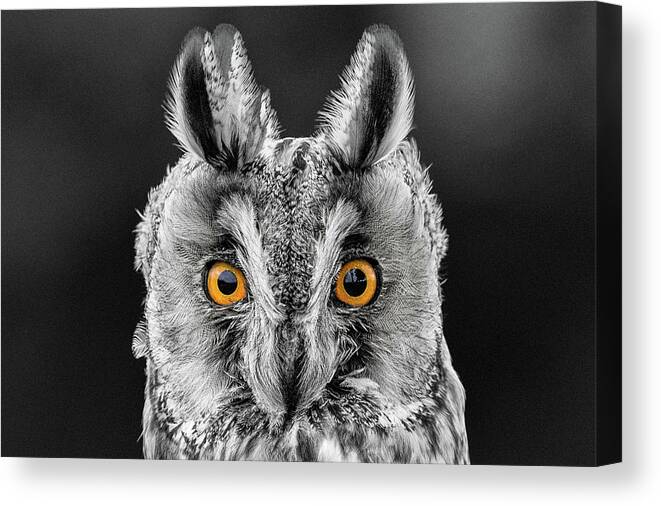 Long Eared Owl Canvas Print featuring the photograph Long Eared Owl 2 by Nigel R Bell