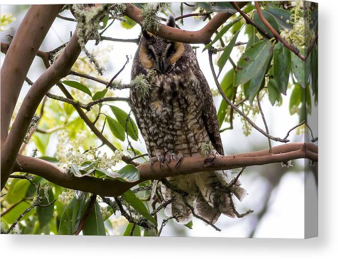 Long-eared Owl Canvas Print featuring the photograph Long-Eared Owl by David Gn