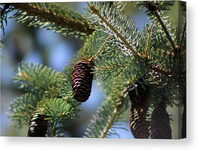 Long Pinecone Canvas Print featuring the photograph Long Pinecones on Calliste Green by Colleen Cornelius