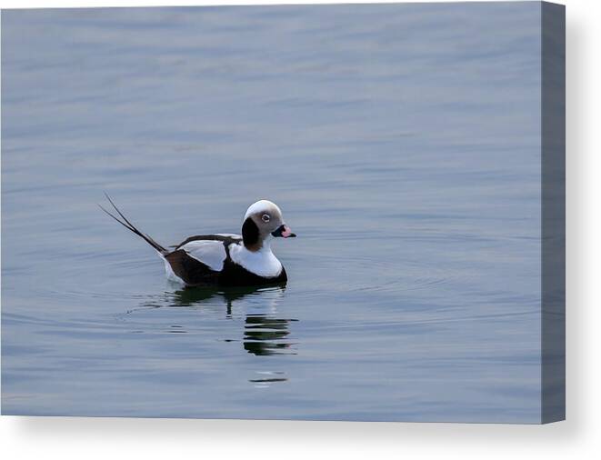 Nature Canvas Print featuring the photograph Long-tailed Duck 3 by Gary Hall