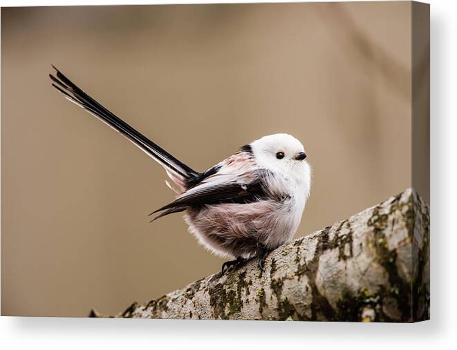 Long-tailed Tit Canvas Print featuring the photograph Long-tailed tit wag the tail by Torbjorn Swenelius