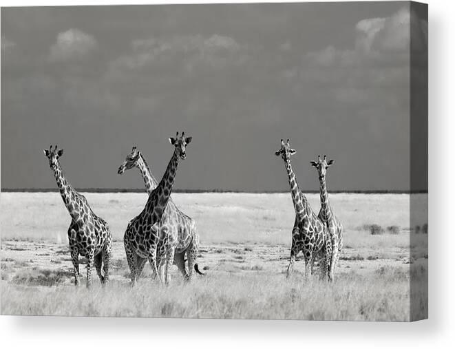 Nature Canvas Print featuring the photograph Look Girl Strange Animals by Mathilde Guillemot