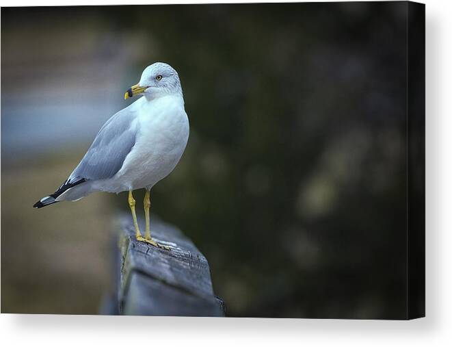 Photograph Canvas Print featuring the photograph Looking Back by Cindy Lark Hartman