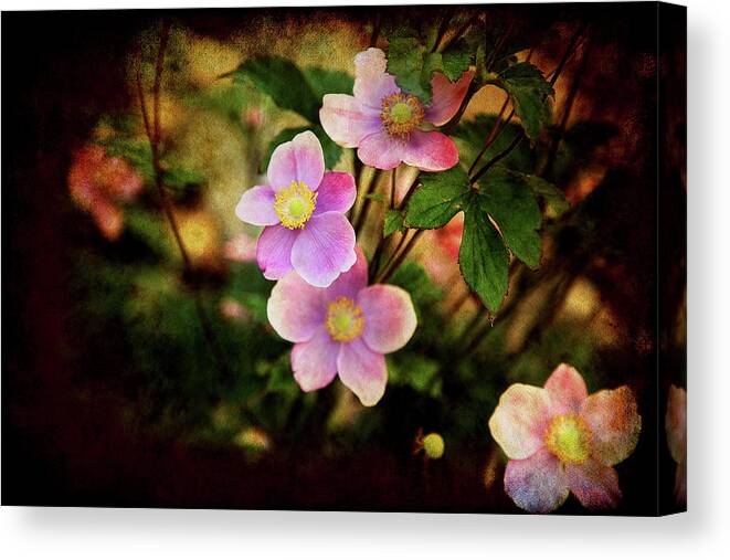 Floral Beauties Canvas Print featuring the photograph Looking for the Light by Milena Ilieva