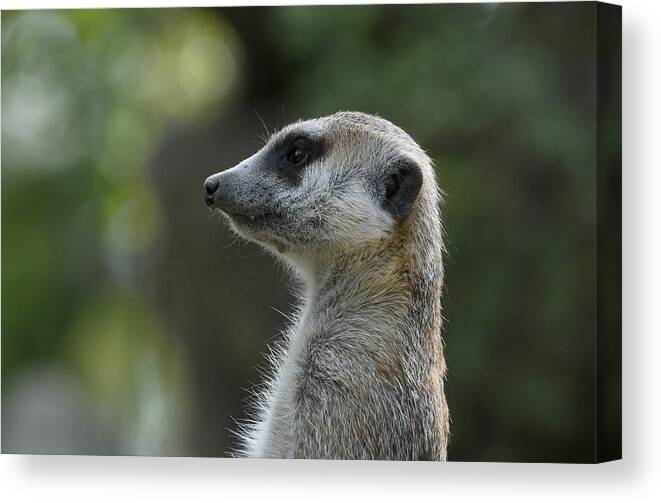 Meerkat Canvas Print featuring the photograph Looking Left by Fraida Gutovich