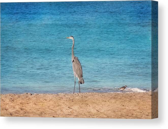Great Blue Heron Canvas Print featuring the photograph Looking Out To Sea by Kim Hojnacki