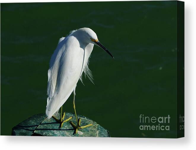 Snowy Egret Canvas Print featuring the photograph Looking Round by Christiane Schulze Art And Photography