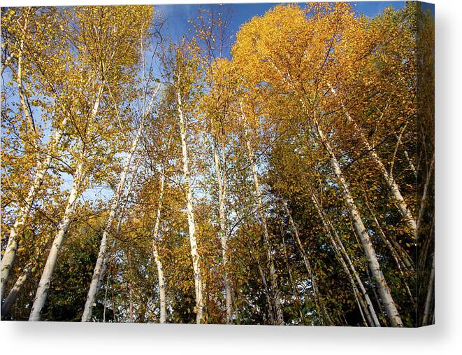 Rangeley Canvas Print featuring the photograph Looking up by Darryl Hendricks