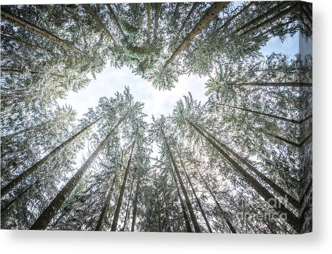 Blue Canvas Print featuring the photograph Looking Up In The Forest by Hannes Cmarits