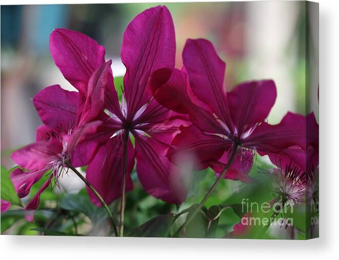 Flowers Canvas Print featuring the photograph Looking up by Yumi Johnson