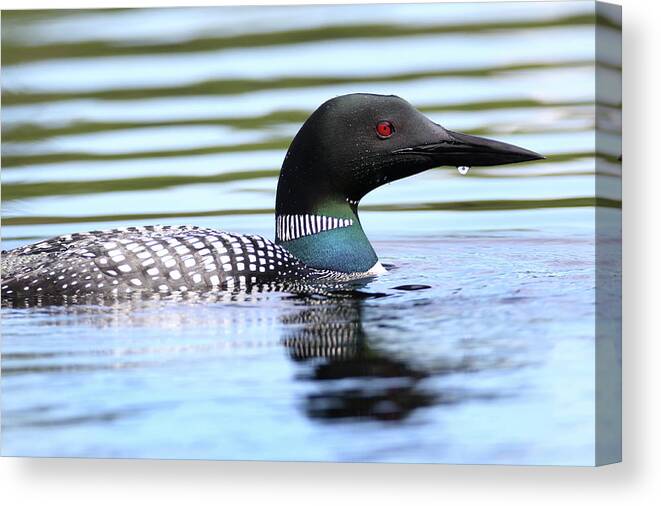 Loon Canvas Print featuring the photograph Loon 25 by Brook Burling