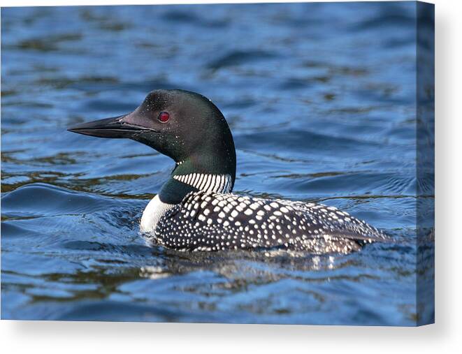 Boundary Waters Canvas Print featuring the photograph Loon Close UP by Paul Schultz