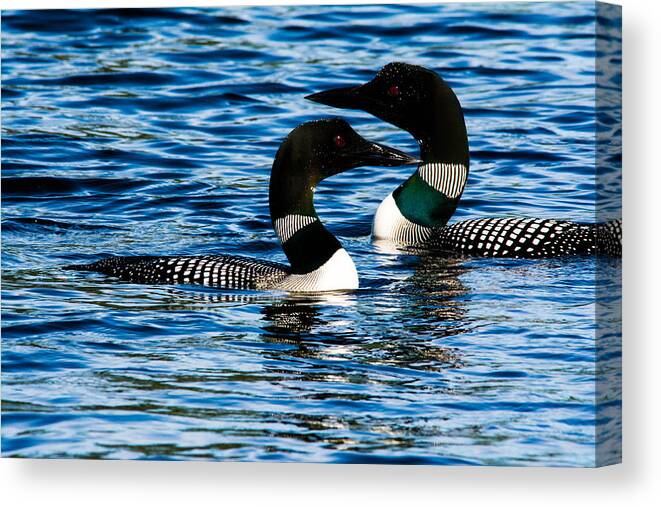 Birds Canvas Print featuring the photograph Loons on a New Hampshire Lake by Steve Brown