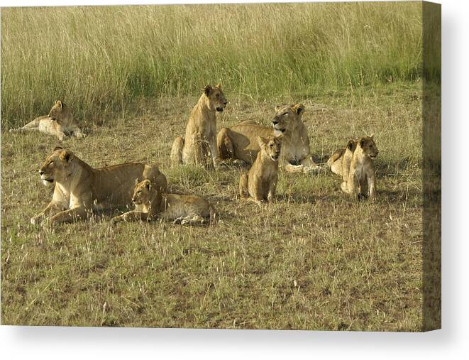 Africa Canvas Print featuring the photograph Lotsa Lions by Michele Burgess
