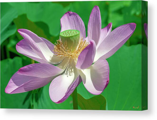 Lotus Canvas Print featuring the photograph Lotus--Fading ii DL0080 by Gerry Gantt
