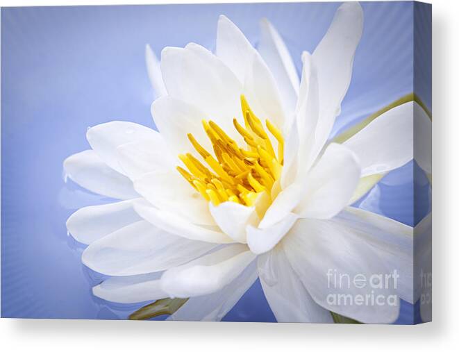 Lotus Canvas Print featuring the photograph Lotus flower 2 by Elena Elisseeva