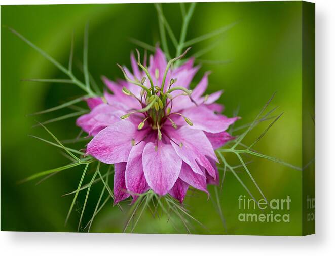 Flower Canvas Print featuring the photograph Love In the Mist by Venetta Archer