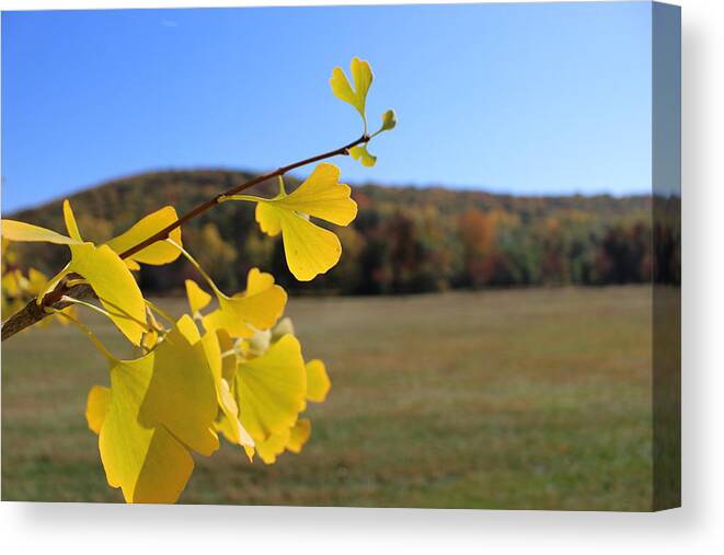 Leaf Canvas Print featuring the photograph Love Is In The Air by Jason Nicholas