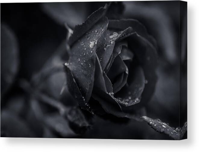  Canvas Print featuring the photograph Sweet Love Roses and Water by Miguel Winterpacht