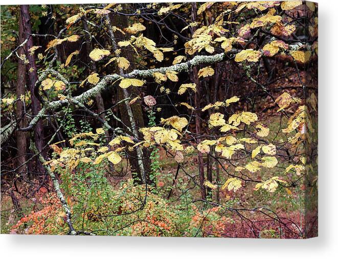 Autumn Canvas Print featuring the photograph Lovely Autumn Witch Hazel -  by Julie Weber