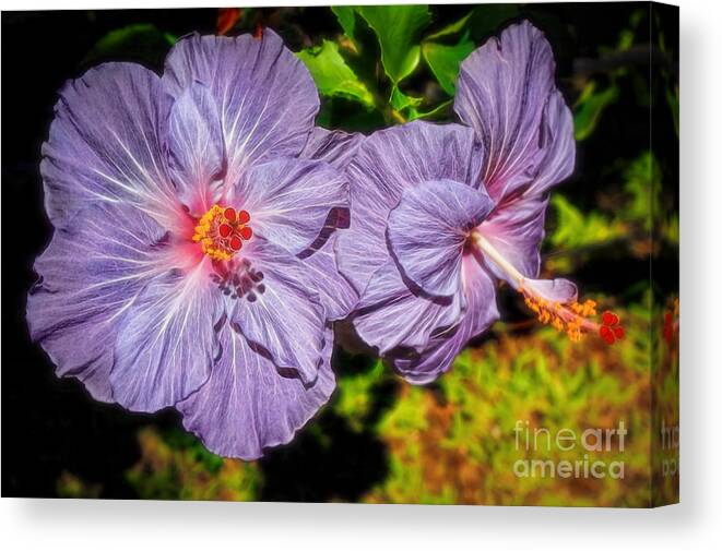 Hibiscus Canvas Print featuring the photograph Lovely Lavender Hibiscus by Sue Melvin