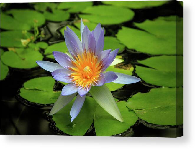 Lovely Nymphaea Canvas Print featuring the photograph Lovely Nymphaea by Bonnie Follett