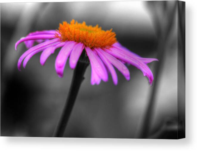 Coneflower Canvas Print featuring the photograph Lovely Purple and Orange Coneflower Echinacea by Shelley Neff