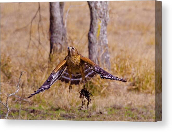 Red Shouldered Hawk Canvas Print featuring the photograph Low Flying by Linda Unger