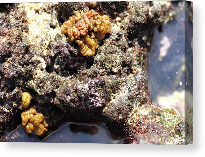 Tidepool Canvas Print featuring the photograph Low Tide by Mary Haber