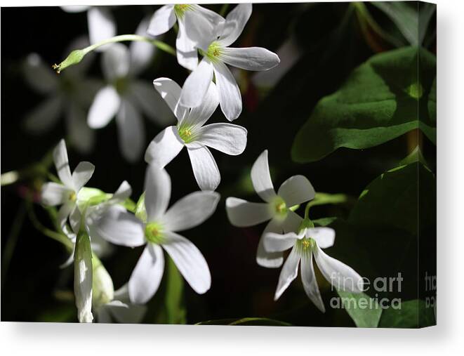 Shamrock Flowers Canvas Print featuring the photograph Lucky Light by Karen Adams