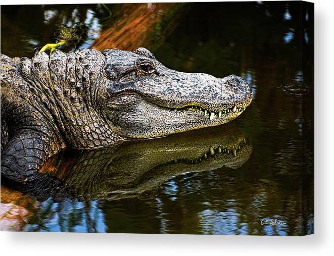 Alligator Canvas Print featuring the photograph Lump On A Log by Christopher Holmes