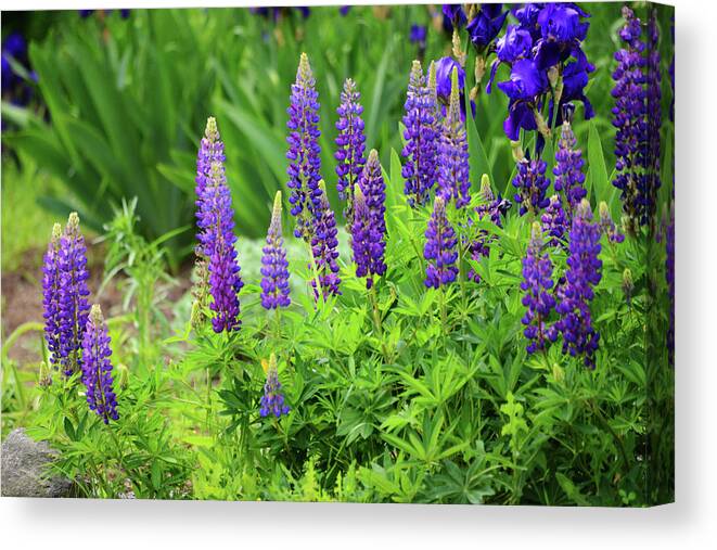 Lupine Canvas Print featuring the photograph Lupine and Iris by Whispering Peaks Photography
