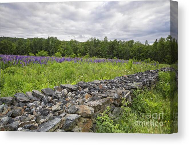 Annual Celebration Of Lupines Canvas Print featuring the photograph Lupine Field - Sugar Hill New Hampshire by Erin Paul Donovan